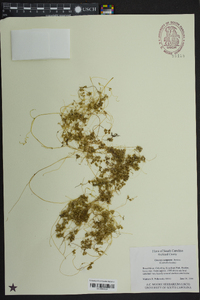 Cuscuta compacta image