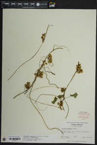 Cuscuta gronovii image