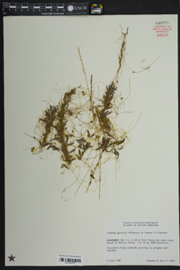 Cuscuta gronovii image