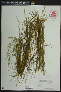 Cuscuta gronovii image