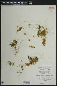 Cuscuta pentagona image