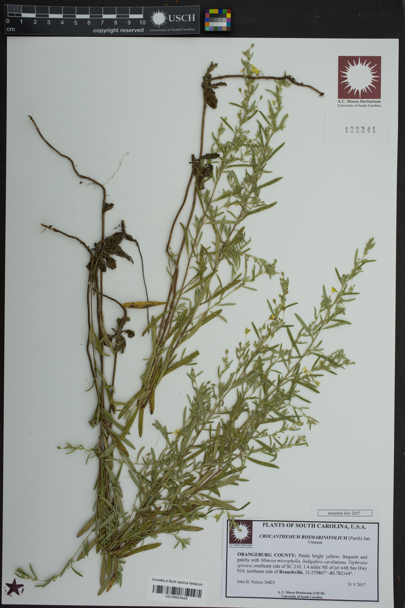 Crocanthemum rosmarinifolium image
