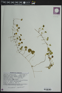 Dichondra carolinensis image