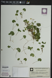 Dichondra carolinensis image