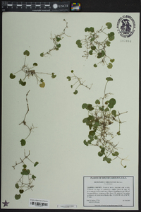 Dichondra carolinensis image