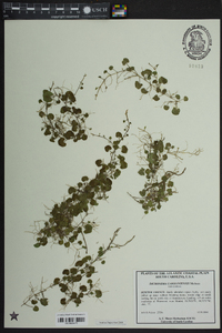 Dichondra carolinensis image