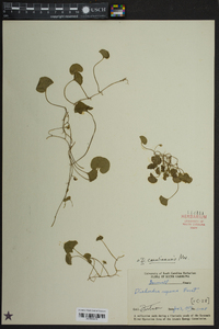 Dichondra carolinensis image