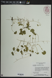 Dichondra carolinensis image