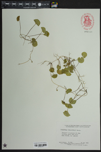 Dichondra carolinensis image