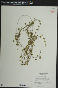 Dichondra carolinensis image