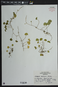 Dichondra carolinensis image