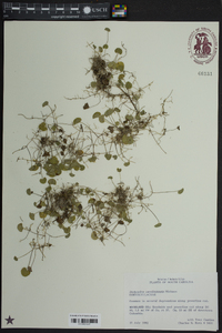 Dichondra carolinensis image