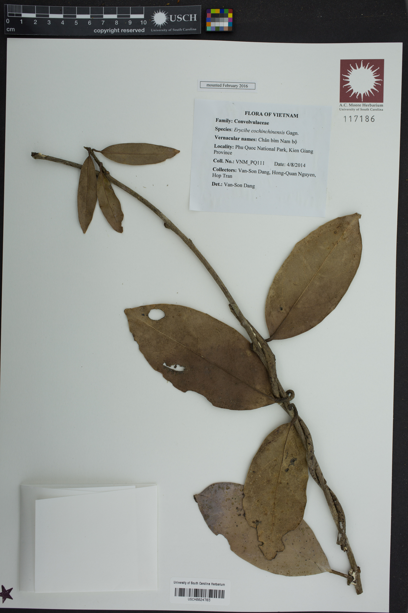 Erycibe cochinchinensis image