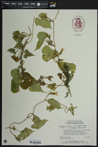 Ipomoea leucantha image