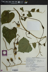 Ipomoea turbinata image