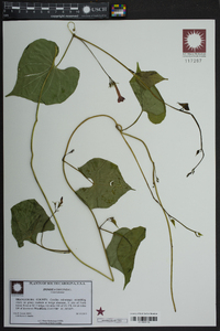 Ipomoea coccinea image