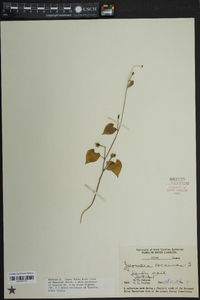 Ipomoea hederacea image