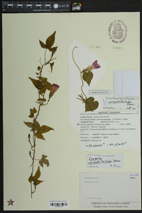 Ipomoea cordatotriloba image