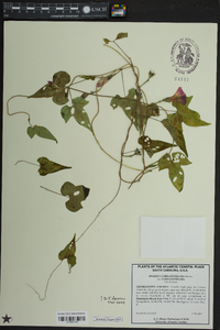 Ipomoea cordatotriloba image