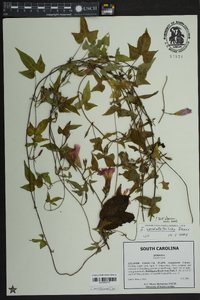 Ipomoea cordatotriloba image