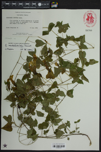 Ipomoea cordatotriloba var. cordatotriloba image