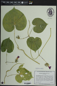 Ipomoea hederacea image