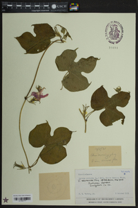 Ipomoea hederacea image