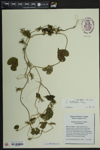 Ipomoea hederacea image