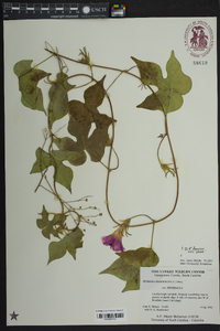 Ipomoea hederacea image