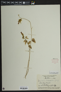 Ipomoea hederacea image