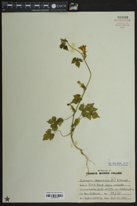 Ipomoea hederacea image