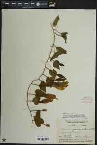 Ipomoea pandurata image