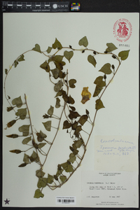 Ipomoea pandurata image