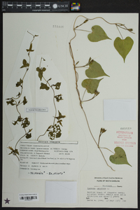 Ipomoea lacunosa image