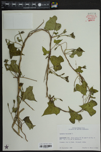 Ipomoea lacunosa image