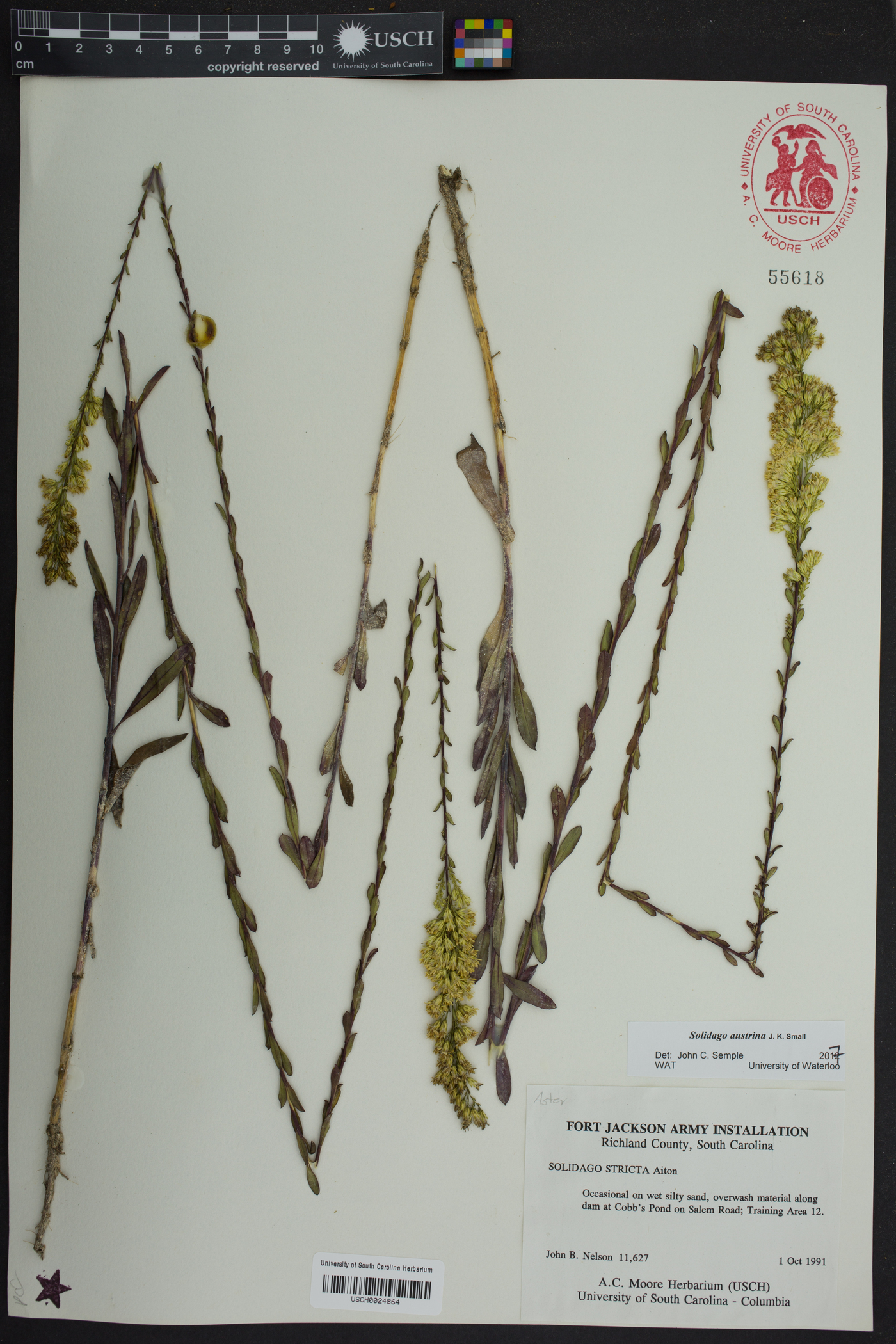 Solidago austrina image