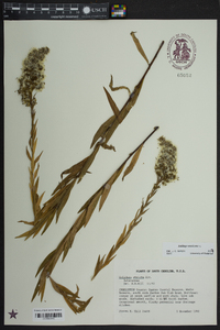 Solidago sempervirens image