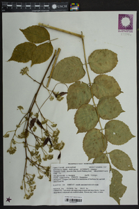 Aralia spinosa image