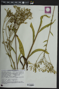 Arnoglossum ovatum image