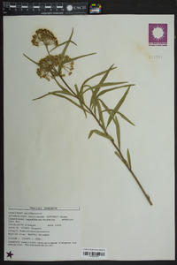 Asclepias longifolia image