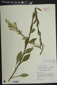 Solidago verna image