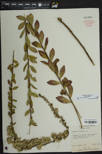 Solidago petiolaris image