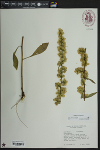 Solidago erecta image