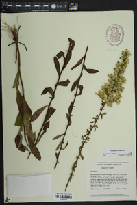 Solidago erecta image