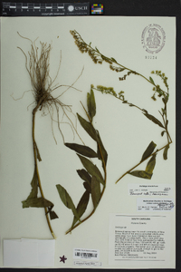 Solidago erecta image