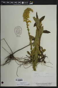 Solidago fistulosa image