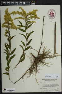 Solidago leavenworthii image