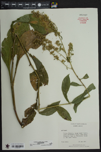 Solidago patula image