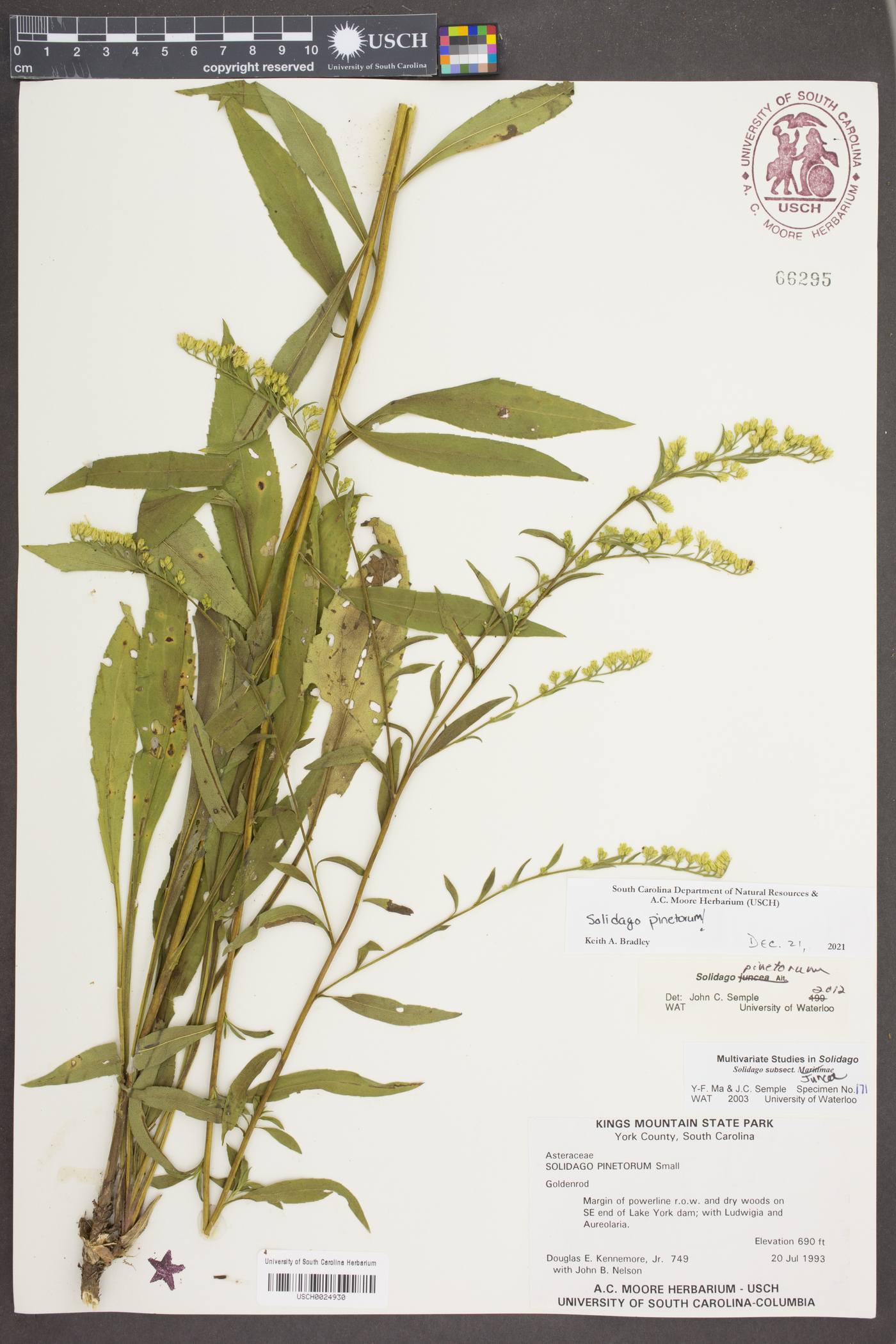 Solidago pinetorum image