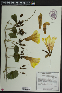 Ipomoea pandurata image